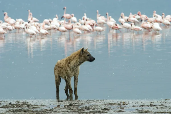sırtlan ayakta flamingos bir sürü bir arka plan üzerinde göl kıyısında