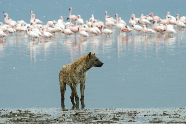 hyena standing on the shore of the lake, on a background of a flock of flamingos