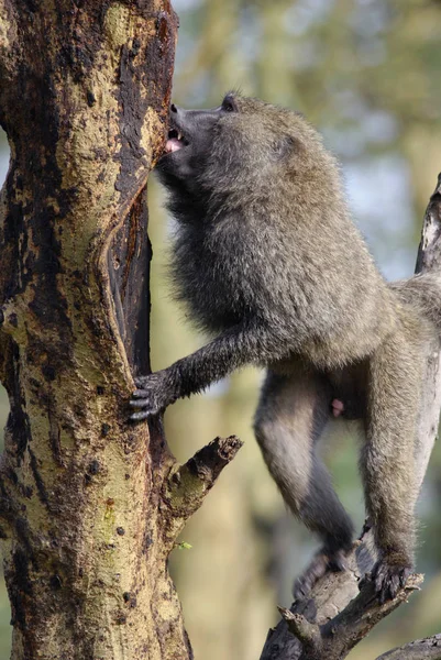 Maymun Afrika savana ağacı suyu, içme — Stok fotoğraf