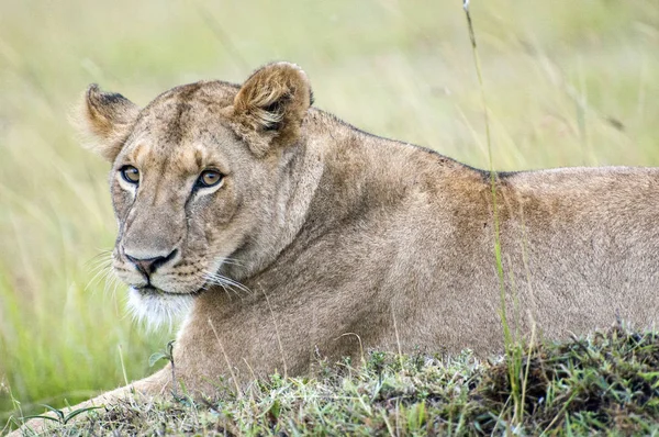 Portrét krásné lvice odpočívá v africké savaně — Stock fotografie