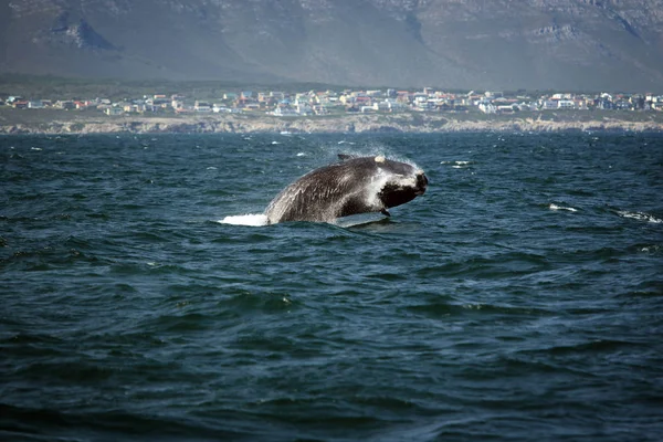 Zuidelijke gladde walvis uit het water springen — Stockfoto