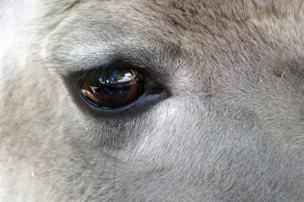 Oko piękny Jeleń, zbliżenie — Zdjęcie stockowe