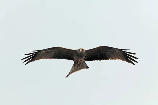 Fliegender Adler aus nächster Nähe, isoliert — Stockfoto
