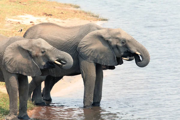 Elefantes africanos bebem água do rio — Fotografia de Stock