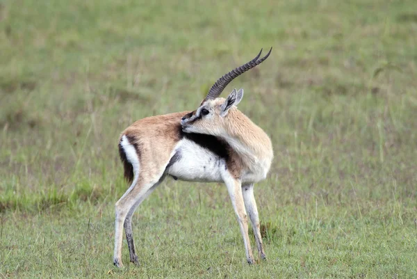 Güzel Thomson'ın ceylan Afrika savana arka plan üzerinde