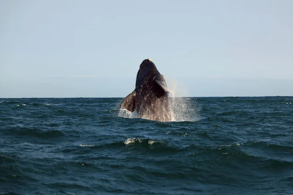 Zuidelijke walvis springen over het water, Hermanus — Stockfoto