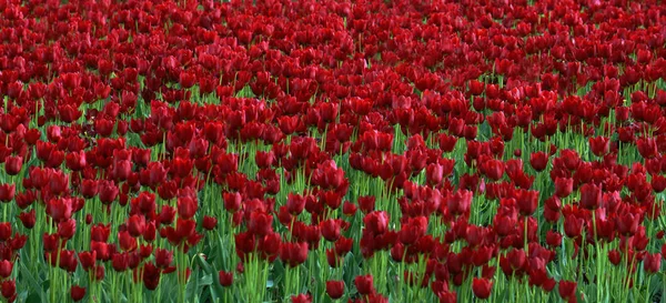 Belle fleur de tulipe et fond de feuille verte dans le jardin — Photo