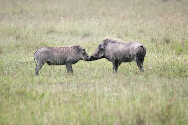Páření her samců a samic warthog — Stock fotografie
