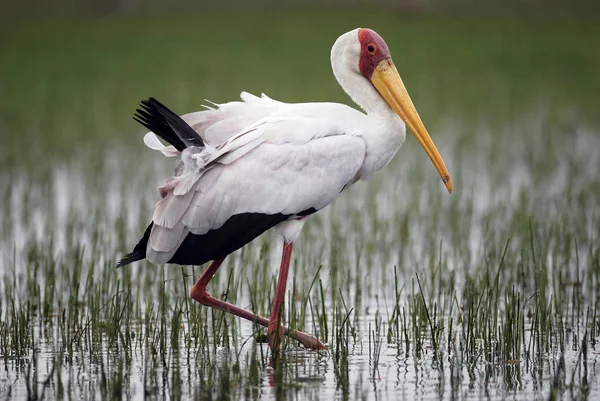 Schöner gelbbeiniger storch, afrikanischer schnabel lizenzfreie Stockbilder