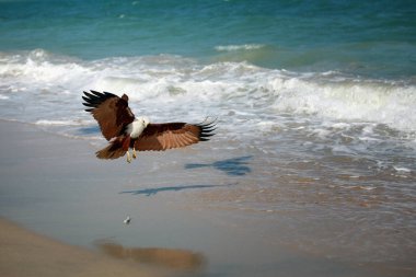 Kartal sahil üzerinde bir ava