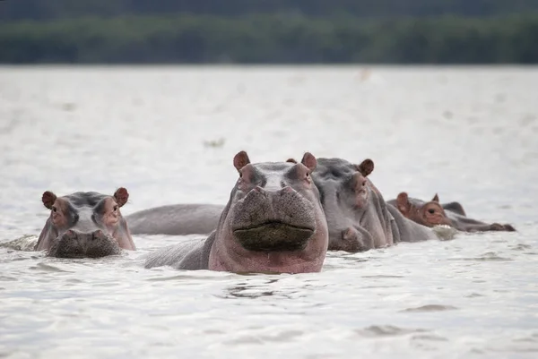 Une famille d'hippopotames dans l'eau du lac — Photo