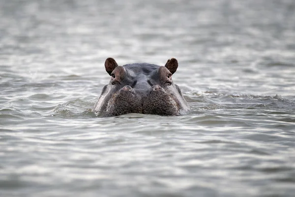 Nilpferdkopf ragt aus dem Wasser. Nilpferd im Wasser lizenzfreie Stockfotos