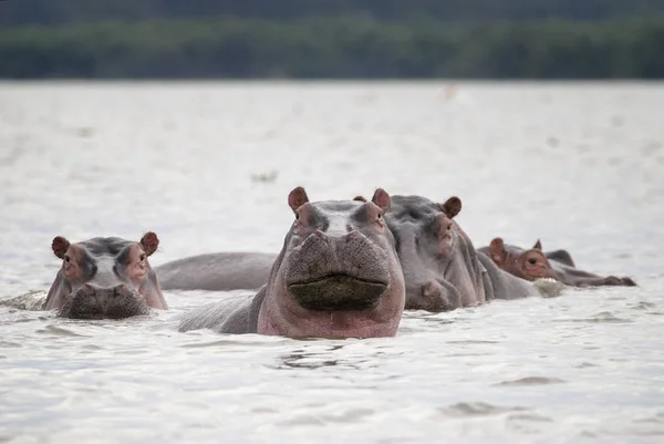 Eine Familie von Flusspferden im Seewasser lizenzfreie Stockbilder