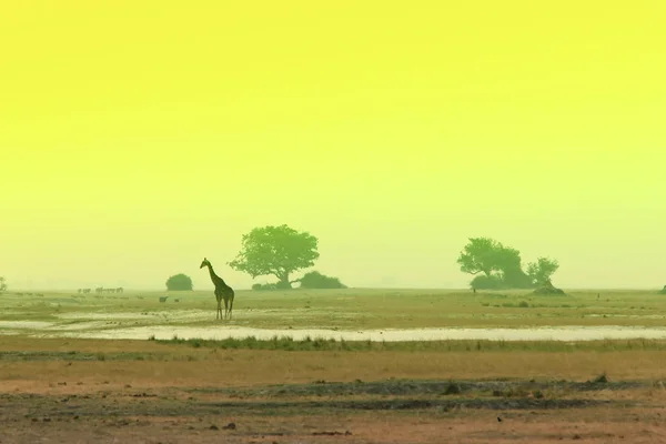 Morgenlandschaft in der afrikanischen Savanne mit einer Giraffe Stockbild
