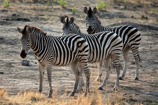 Zebrafamilie in der afrikanischen Savanne Stockfoto