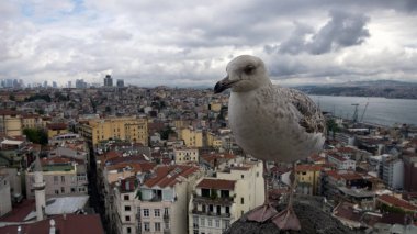 Istanbul merkezi arka plan üzerinde martı