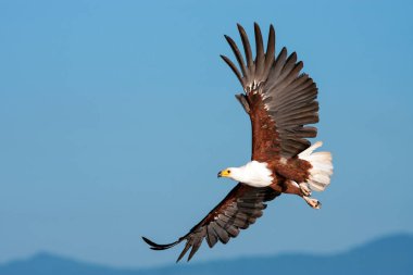 Afrika balık karşı açık bir gökyüzü uçan kartal