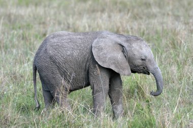 sevimli, küçük bebek fil ayakta Afrika savana çim