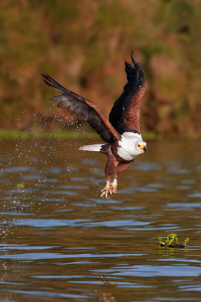The fish eagle flying with prey above the lake