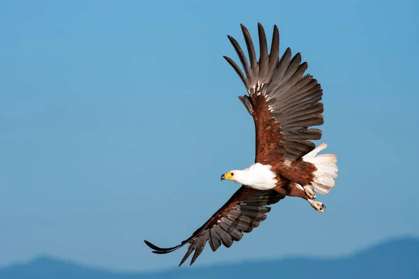 Afrikanischer Fischadler fliegt gegen klaren Himmel — Stockfoto