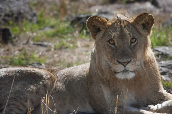 Young, beautiful lioness lying in the savanna and looking in the eye — Stock Photo, Image