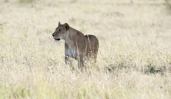 La leona majestuosa se encuentra graciosamente en la sabana africana —  Fotos de Stock