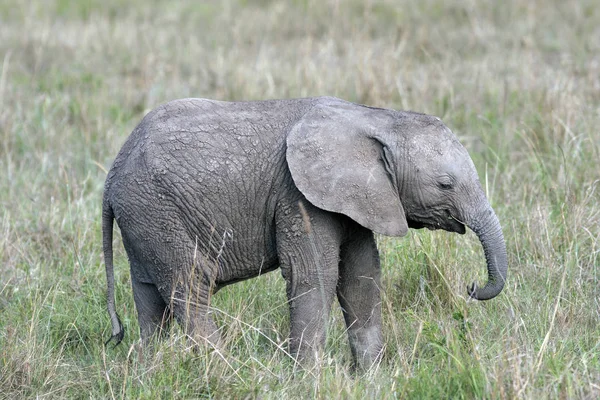 Bonito, pequeno bebê elefante de pé na grama da savana africana — Fotografia de Stock