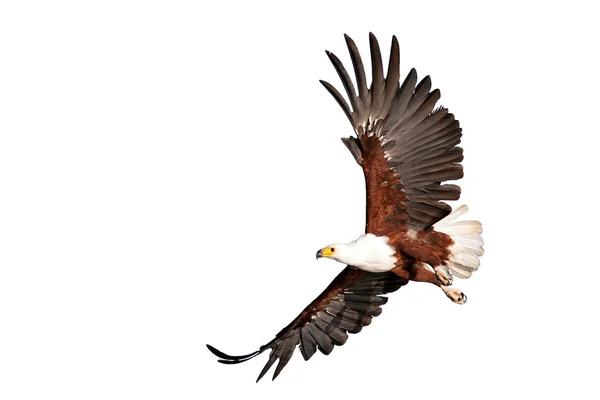 鱼鹰美丽的飞行在孤立的白色背景 图库图片
