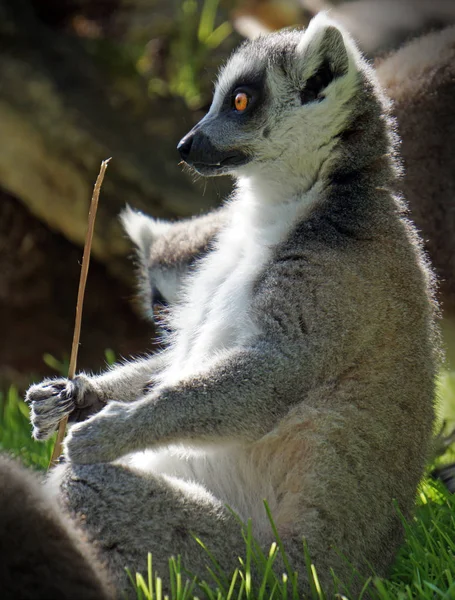 Komik lemur çimenlerde oturur ve patisinde bir sopa tutar. — Stok fotoğraf