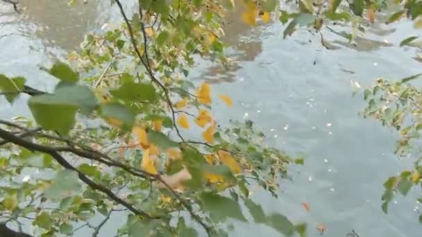 Langzame beweging van bladeren en takken bewegen in de wind bij de rivier — Stockvideo