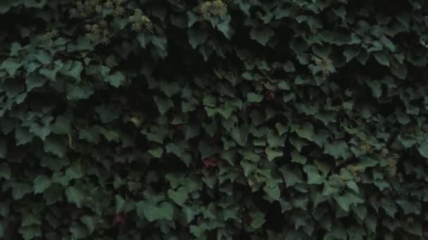ヨーロッパのアイビーの葉と花、ヘデラヘリックス、秋には、ティルトアップショット — ストック動画