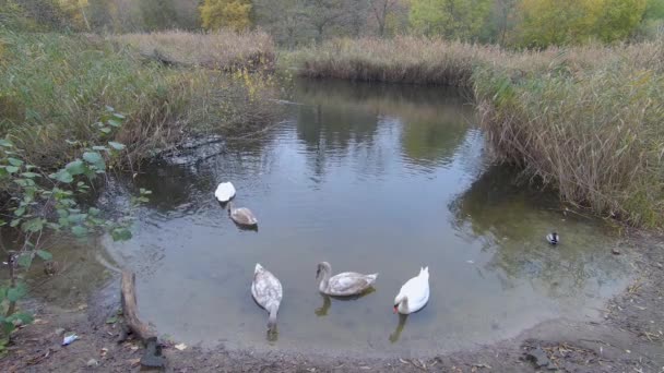 Sonbaharda Berlin, Almanya 'da Reed yataklı küçük bir gölde kuğular. — Stok video