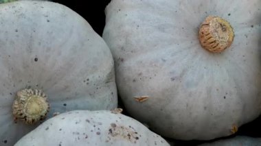 Mavi Kuri Hokkaido Balkabağı, Cucurbita maxima, Uzaklaş