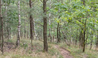Yazın Karışık Ormandaki Orman