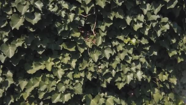 Blätter des Europäischen Efeus, Hedera helix, an einer Steinmauer — Stockvideo