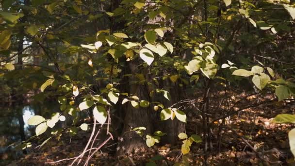 Árvore, folhas caídas e reflexos de árvores na margem do lago no outono, Pan Shot — Vídeo de Stock