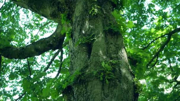 Close-up do tronco de uma árvore de castanheiros, Aesculus hippocastanum — Vídeo de Stock