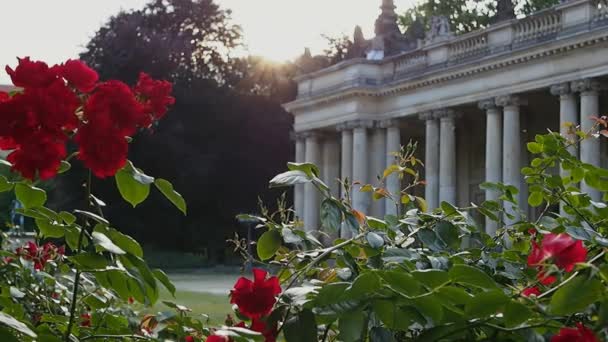 Rose di fronte a colonne antiche al tramonto — Video Stock