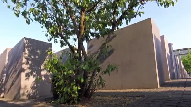 Tree At The Memorial to the Murdered Jews of Europe In Berlin, Germany — Stock Video