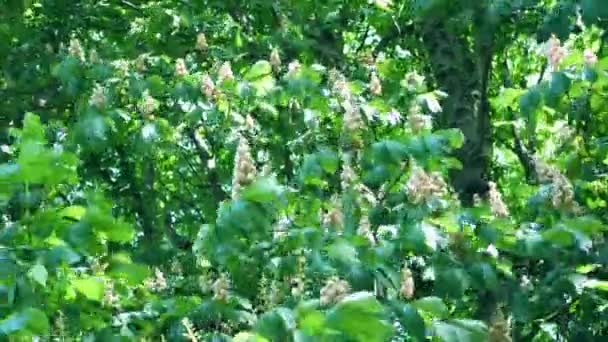 At-Kestane Ağacı, Aesculus hipocastanum 'a yakın çekim — Stok video