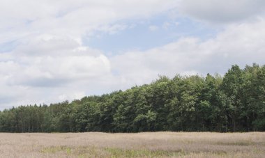 Edge Of The Forest With A Cloudy Sky