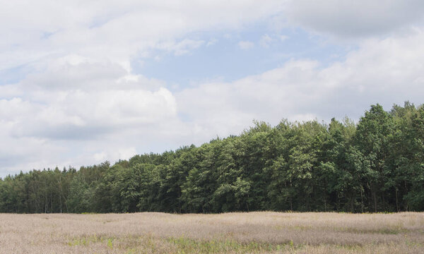 Край леса с облачным небом
