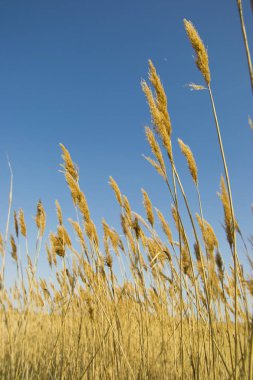 Lens aracılığıyla gördüm