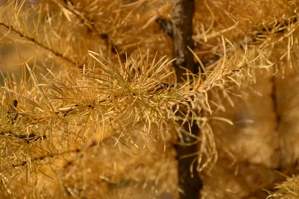 Vu à travers la lentille — Photo