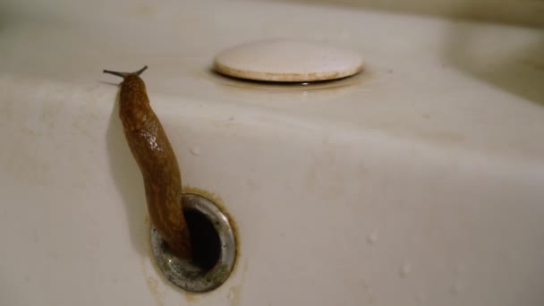 Vile Scary Brown Slug Climbs Out Rusty Metal Drain Hole — 비디오