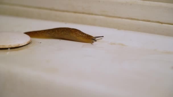 Ğrenç Bir Kahverengi Sümüklü Böcek Banyodaki Paslı Beyaz Lavabo Boyunca — Stok video