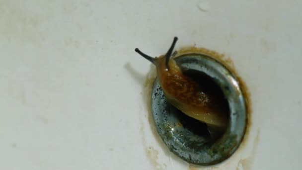 Une limace brune effrayante sort d'un trou de drainage en métal rouillé dans une baignoire blanche. Concept d'horreur et de peur. limace au sol rampant sur un vieux lavabo sale blanc gros plan .