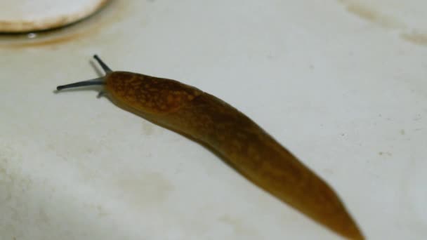 Vile Scary Brown Slug Moves Rusty White Sink Bathroom Close — Stock Video