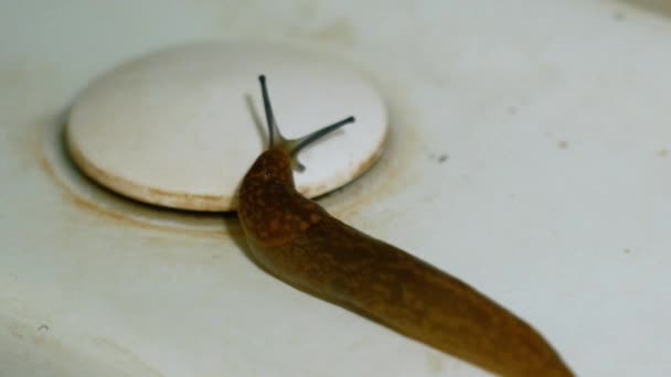 Une vile limace brune effrayante se déplace le long d'un évier blanc rouillé dans la salle de bain de près. Le concept de peur et d'horreur. La limace au sol rampe et palpe la surface humide avec des tentacules oculaires .