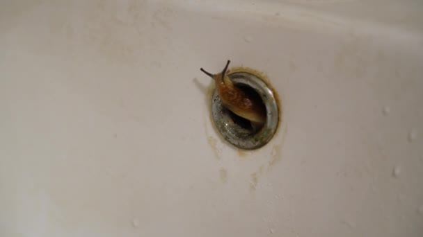 Une limace brune effrayante sort d'un trou de drainage en métal rouillé dans une baignoire blanche. Concept d'horreur et de peur. limace au sol rampant sur un vieux lavabo sale blanc gros plan .